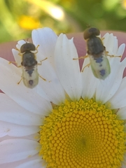 Hedriodiscus vertebratus