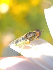 Hedriodiscus vertebratus