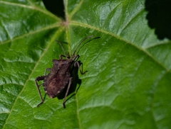 Camptischium