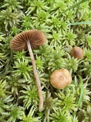 Galerina tibiicystis