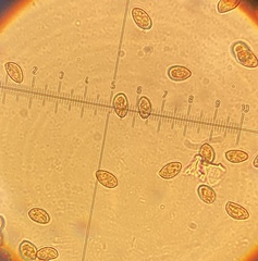 Galerina tibiicystis