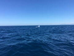 Balaenoptera physalus