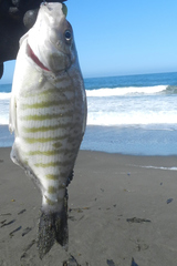 Amphistichus argenteus