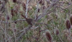 Phacellodomus sibilatrix