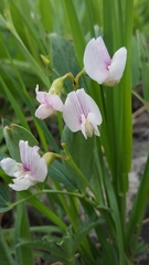 Lathyrus lanszwertii