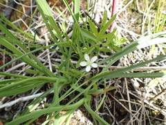 Moehringia