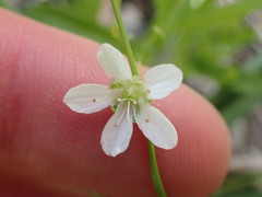 Moehringia