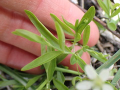 Moehringia