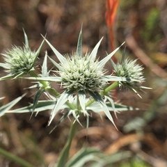 Eryngium jepsonii