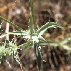 Eryngium jepsonii