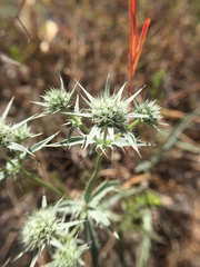 Eryngium jepsonii