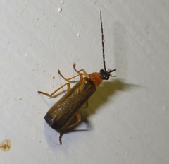 Rhagonycha lutea