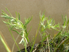 Lithospermum incisum