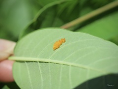 Epilachna varivestis