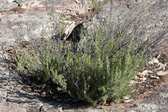 Prostanthera teretifolia