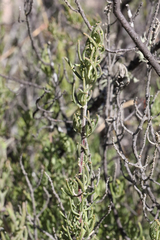 Prostanthera teretifolia