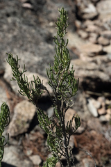 Prostanthera teretifolia
