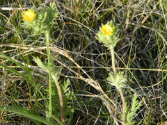 Potentilla pensylvanica