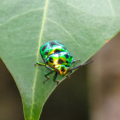 Chrysocoris eques