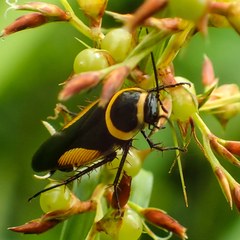 Hemithyrsocera vittata