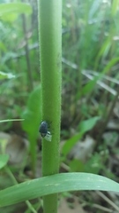 Rhyssomatus lineaticollis