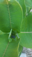 Rhyssomatus lineaticollis