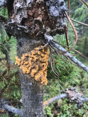 Cronartium comandrae