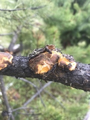 Cronartium comandrae