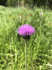 Cirsium lineare