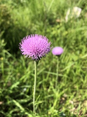 Cirsium lineare