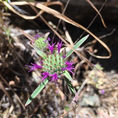 Monardella douglasii