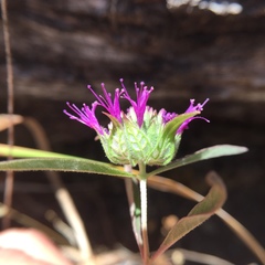 Monardella douglasii