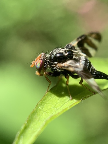 Goldenrod Brussels Sprout Gall Fly photo 6