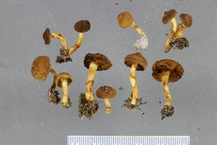 Cortinarius leptospermorum