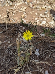 Xanthisma texanum drummondii