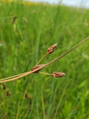 Eleocharis wolfii