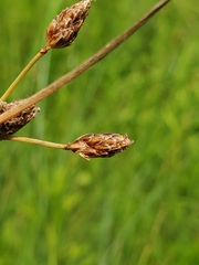 Eleocharis wolfii
