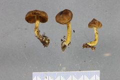 Cortinarius leptospermorum