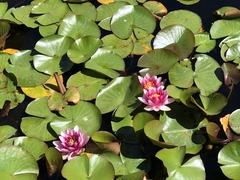 Nymphaea rubra