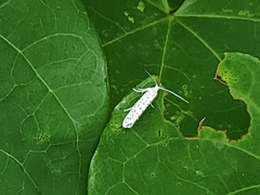 Yponomeuta multipunctella