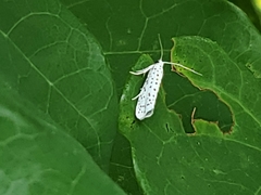 Yponomeuta multipunctella