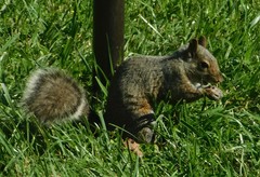 Sciurus carolinensis