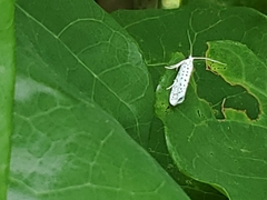 Yponomeuta multipunctella