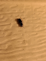 Stenolophus ochropezus