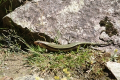 Plestiodon japonicus