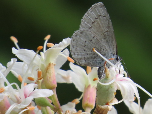 Spring azure