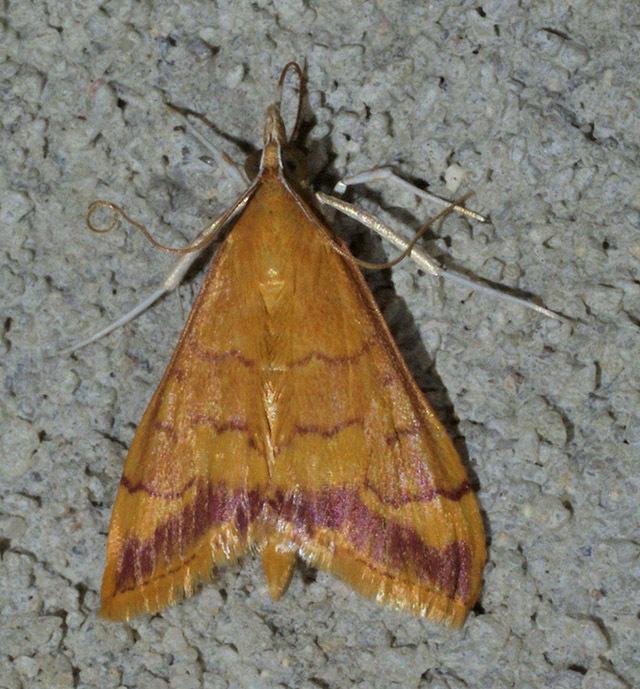 Desert Pyrausta