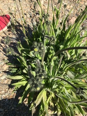 Pilosella caespitosa image