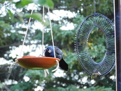 Quiscalus quiscula versicolor