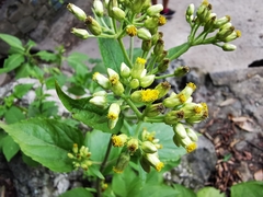 Schistocarpha eupatorioides